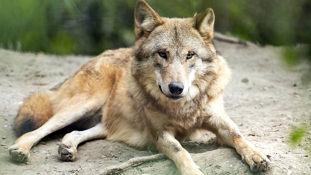 Ein Wolf im Zürcher Zoo, aufgenommen im September 2020.