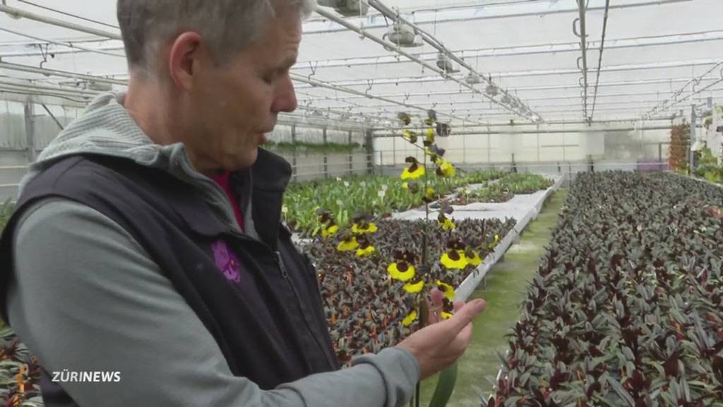 Wegen Billig-Blumen: Aus für grössten Schweizer Orchideen-Produzenten