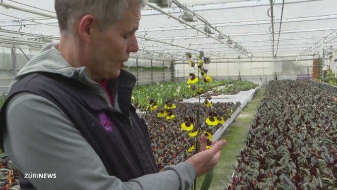 Wegen Billig-Blumen: Aus für grössten Schweizer Orchideen-Produzenten