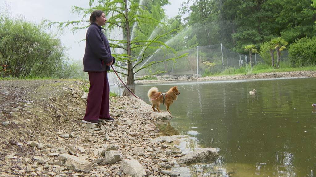 Wels im Florida-Teich darf bleiben