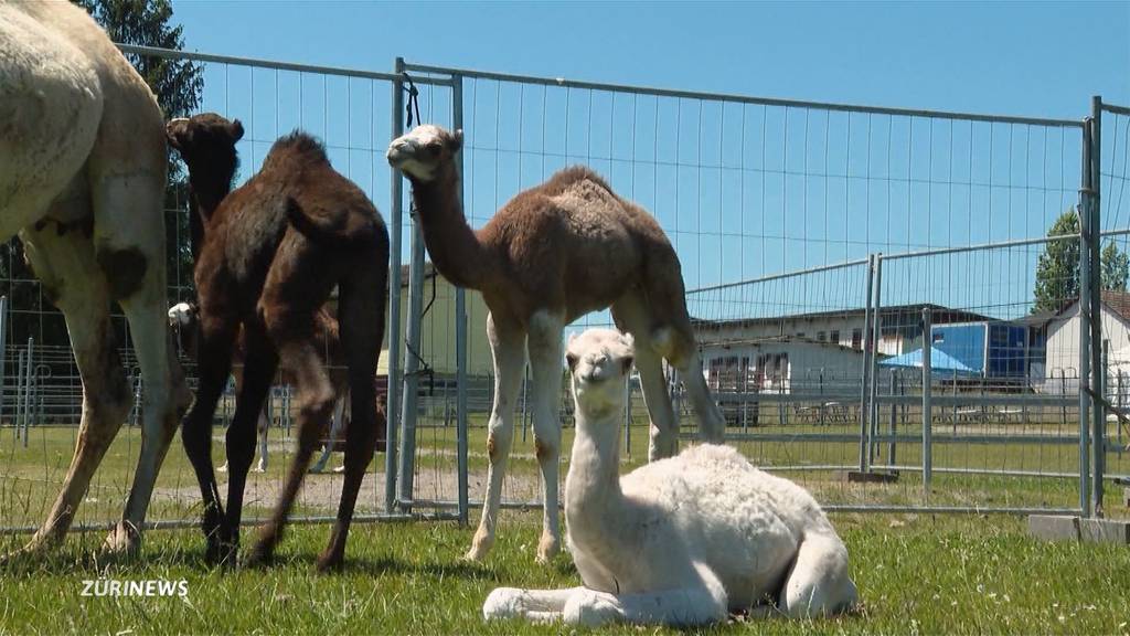 Vier Kamelbabys in Oberglatt geboren