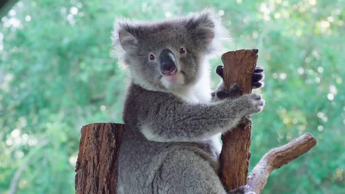 Vor Buschbränden gerettete Koalas haben sich erholt