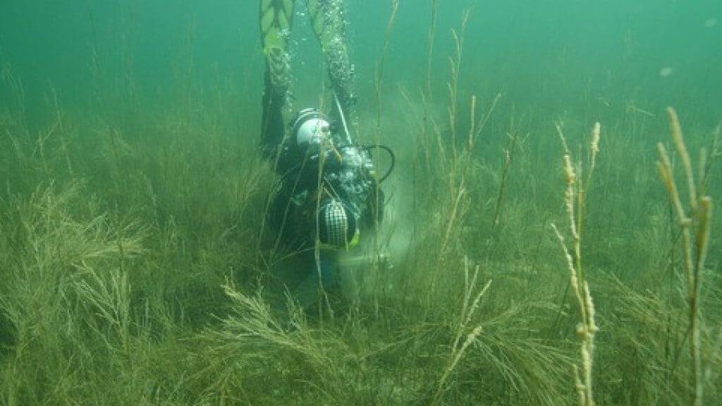 Die Forscherin Almut Hanselmann entdeckte die seit Jahrzehnten verschwunden Pflanze bereits im Januar 2025.