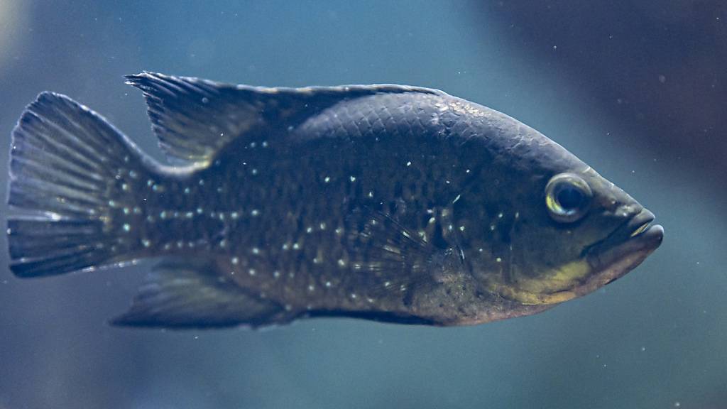 Im Zoo Zürich schwimmt neu eine Seltenheit durchs Aquarium