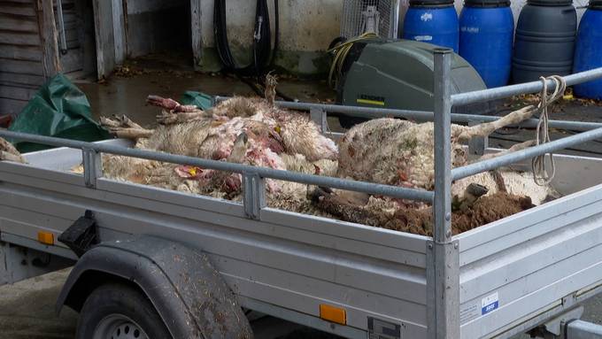 Bauer von gerissenen Schafen verzweifelt: Ihm gehörte auch das gestohlene Schaf