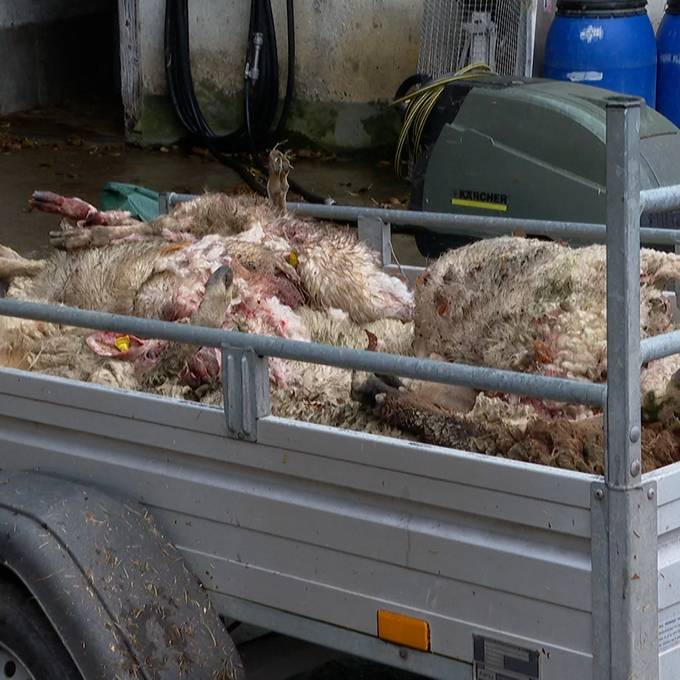 Bauer von gerissenen Schafen verzweifelt: Ihm gehörte auch das gestohlene Schaf