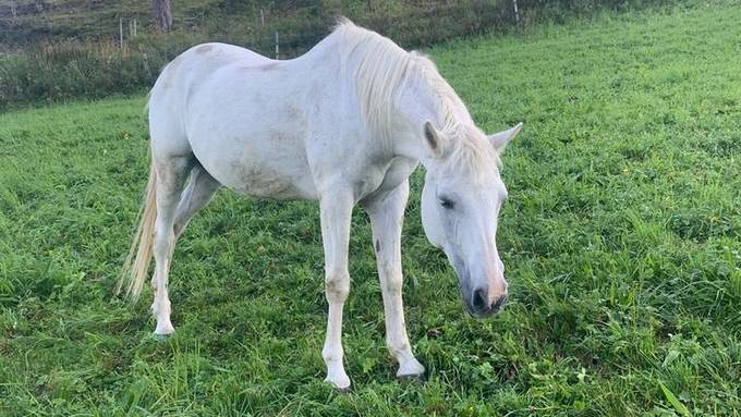 Pferd von Weide geklaut – Polizei sucht nach Zeugen