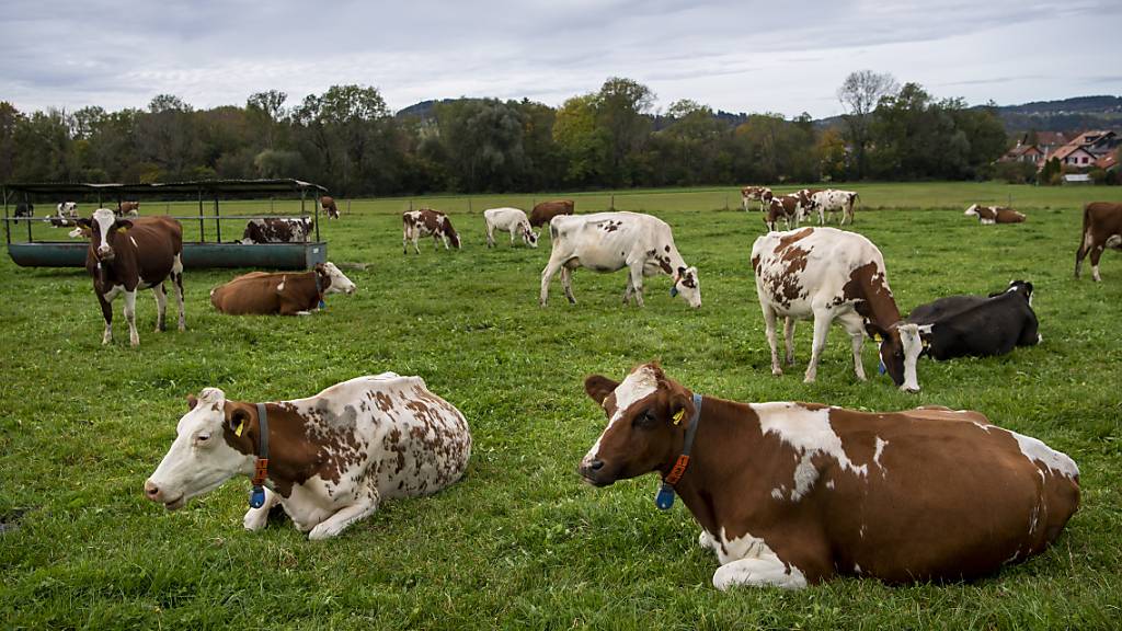 Das friedliche Bild der wiederkäuenden Kühe täuscht: Die Landwirtschaft ist eine der unfallträchtigsten Branchen. (Symbolbild)