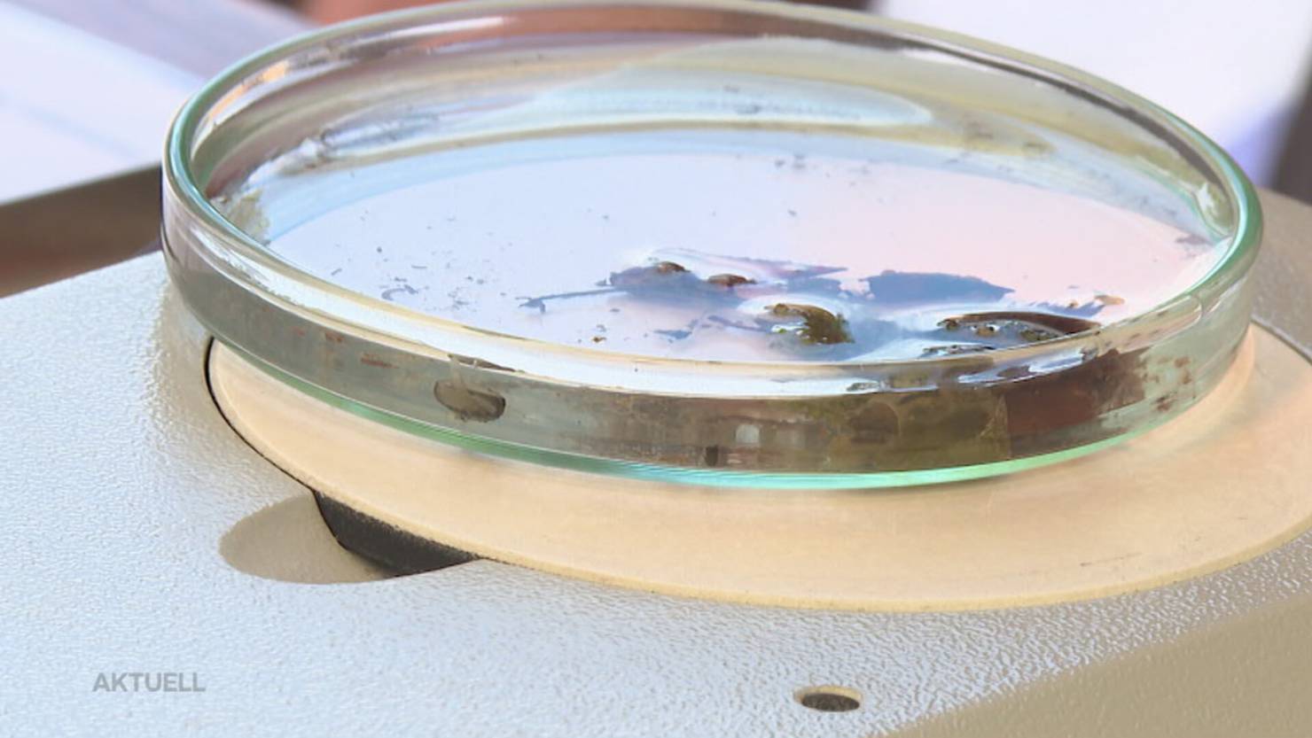 Fisch fröhlich: Kantonale Umweltabteilung zeigt am Jubiläum was es für gesunden Hallwilersee braucht