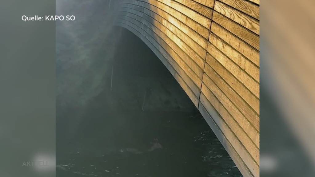 Schon wieder: Kapo Solothurn rettet Reh aus Emmenkanal