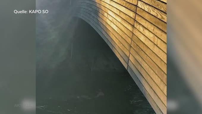Schon wieder: Kapo Solothurn rettet Reh aus Emmenkanal