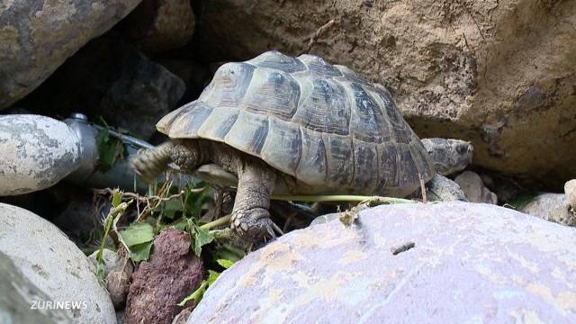 Landschildkröten von Flut weggeschwemmt