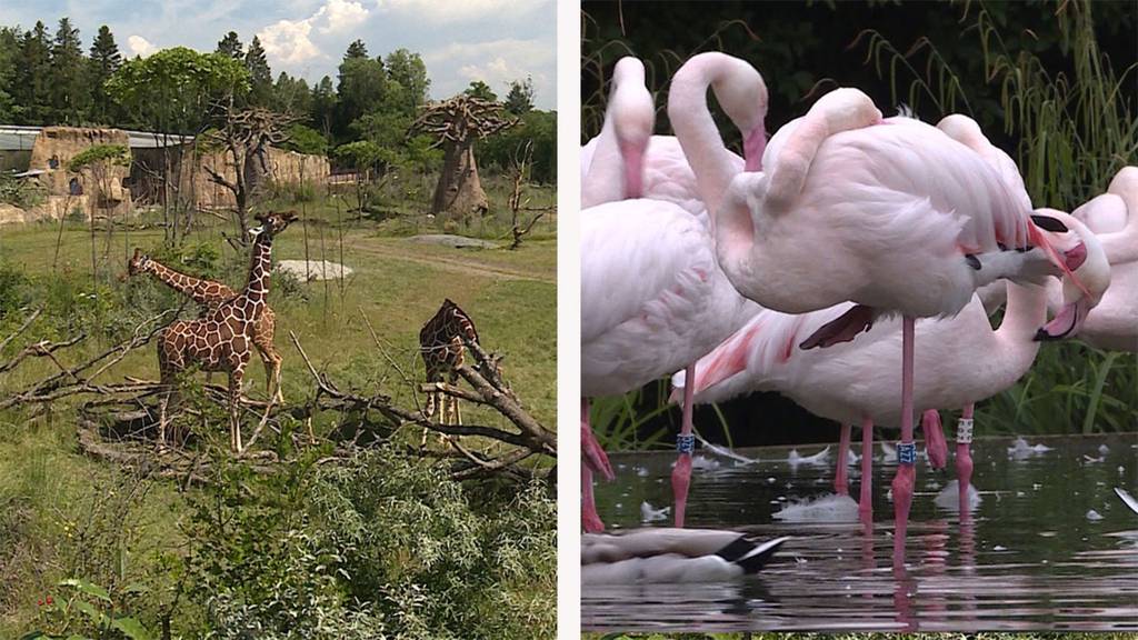 Afrika auf dem Zürichberg / Wiedereröffnung Tierpark Bern