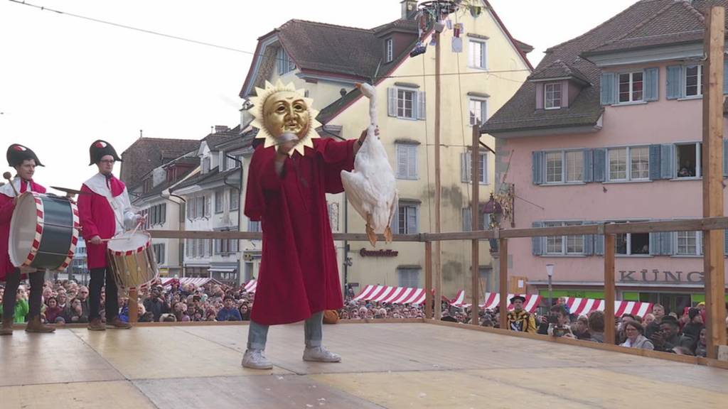 Gänse zeigen sich eher zäh an der Gansabhauet in Sursee