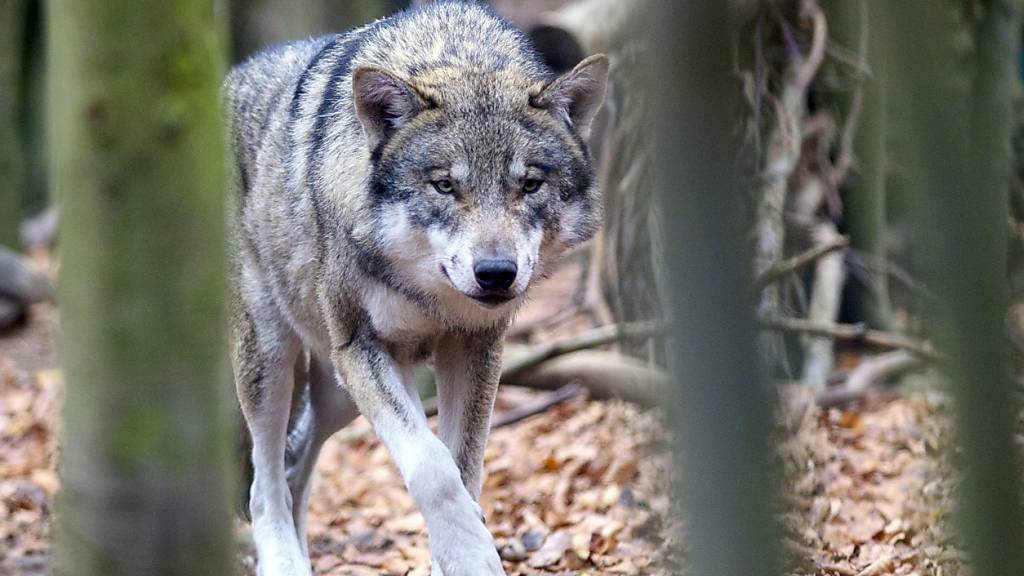 Aus Sicht von Tierschützern ist er durch das Jagdgesetz nicht ausreichend geschützt: Der Wolf. (Symbolbild)