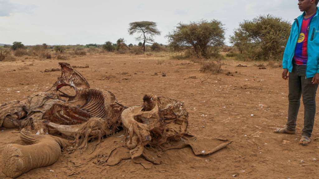 ARCHIV - Ein Mann steht neben dem Kadaver eines Elefanten im Dorf Kitenden am Rande des Amboseli-Nationalparks. Foto: Andrew Kasuku/AP/dpa/Archivbild