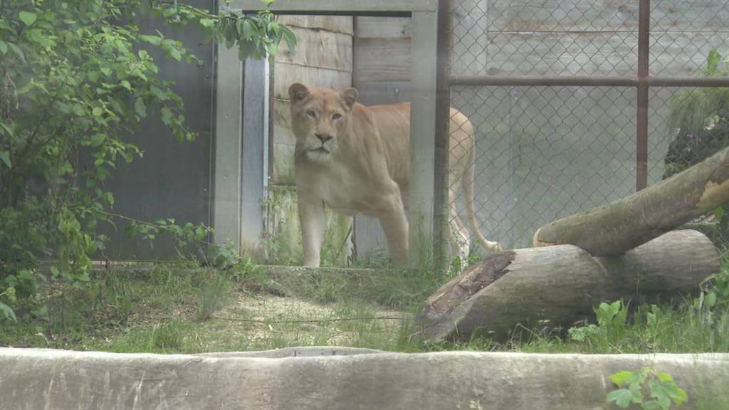 Löwin und Leopard im gemeinsamen Gehege