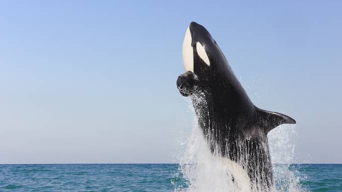 Unvergessliches Erlebnis: Wale beobachten in Deutschland, Spanien und Portugal