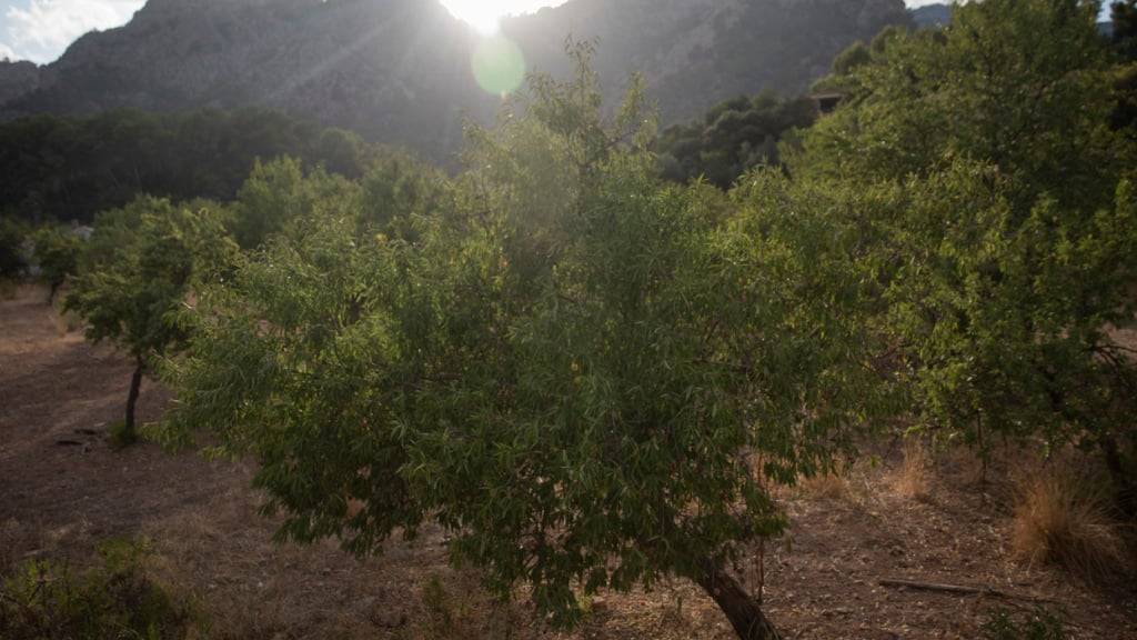 Ein Feld in der Nähe des Dorfes Bunyola auf Mallorca. Foto: Clara Margais/dpa