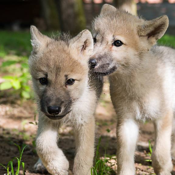 Neues Wolfsrudel im Bündner Oberland – das achte im Kanton