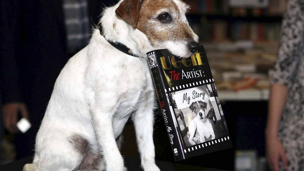 Uggie ist tot: Der Jack Russell Terrier aus «The Artist» musste im Alter von 13 Jahren eingeschläfert werden (Archiv)