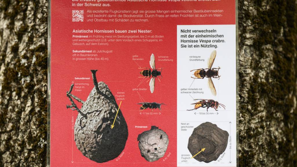 Die Asiatische Hornisse breitet sich weiter aus. Die Stadt Zürich ruft dazu auf, Primärnester des Schädlings zu melden. (Symbolbild)