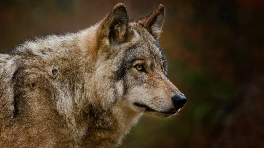 Nach DNA-Analyse ist klar: Es war doch kein Wolf