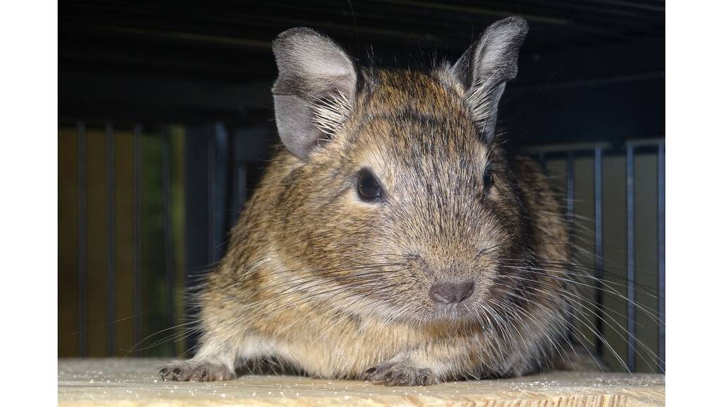 Degu