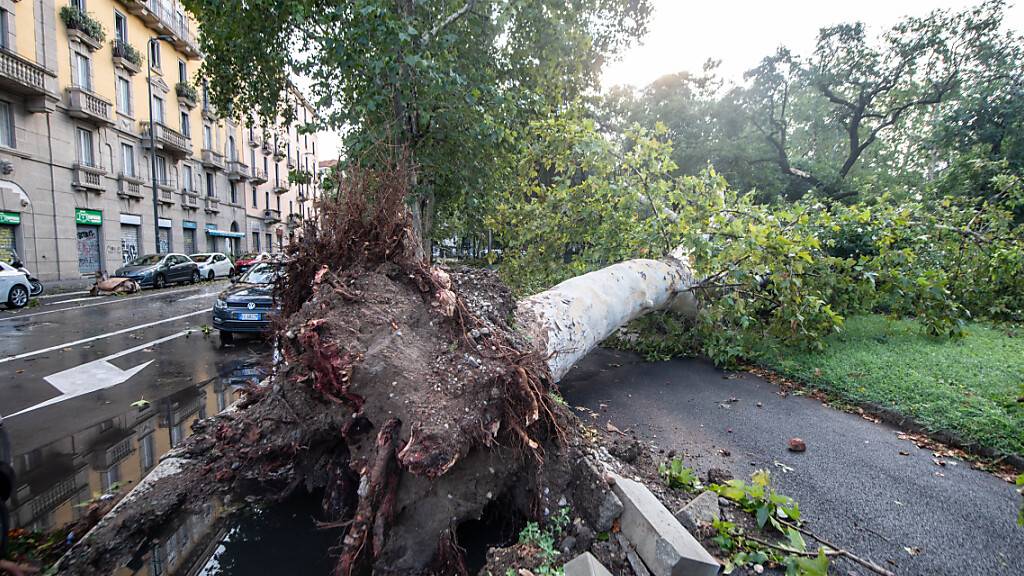 Ein Baum ist nach einem schweren Unwetter umgestürzt. Foto: Claudio Furlan/LaPresse/ZUMA/dpa