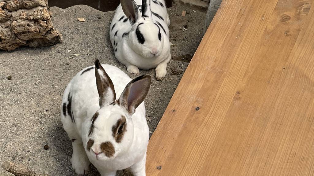 Punto & Pünktchen