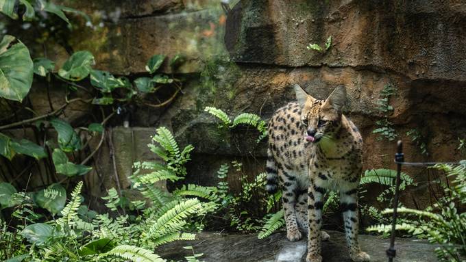 Schweizer Wildkatze in Kroatien aufgegabelt – vom Halter fehlt jede Spur