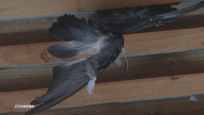 Zürcher HB wird zur Todesfalle für Tauben
