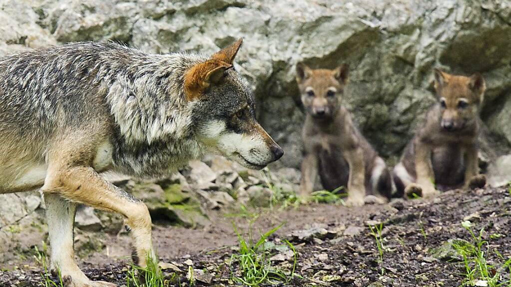 Im Wallis gibt es seit diesem Jahr vier bestätigte Wolfsrudel, die Nachwuchs auf die Welt gebracht haben. (Archivbild)