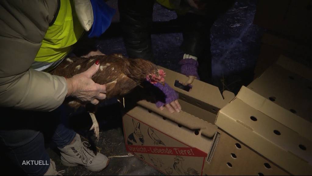 Im Hühner-Drive-In: Tierschützer suchen für über 400 Legehennen ein neues Zuhause