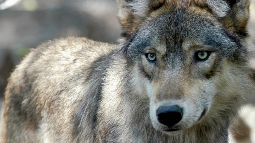 Wildhüter erlegt im Berner Oberland verletzten Wolf 