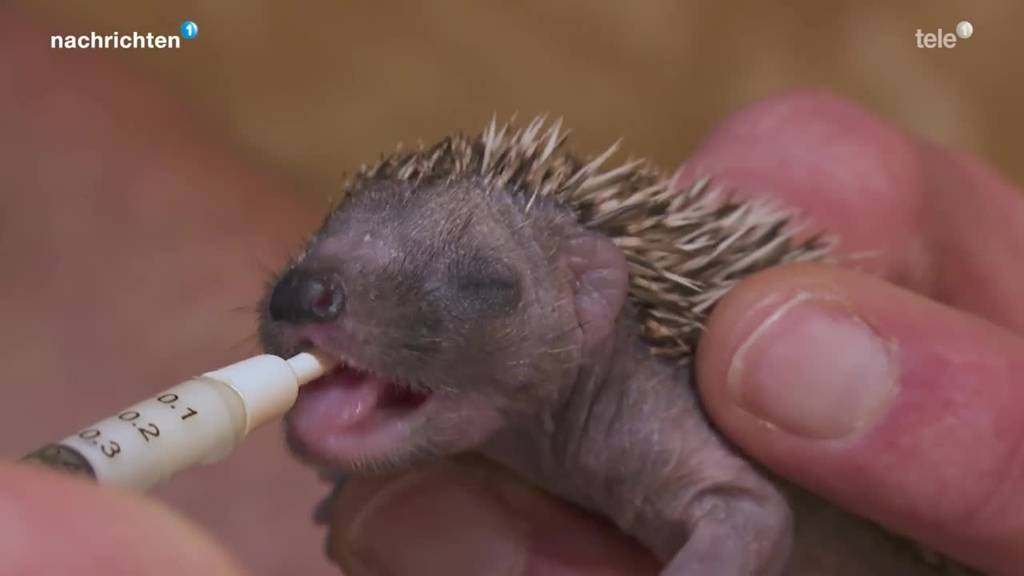 Immer mehr Igel landen in Auffangstation