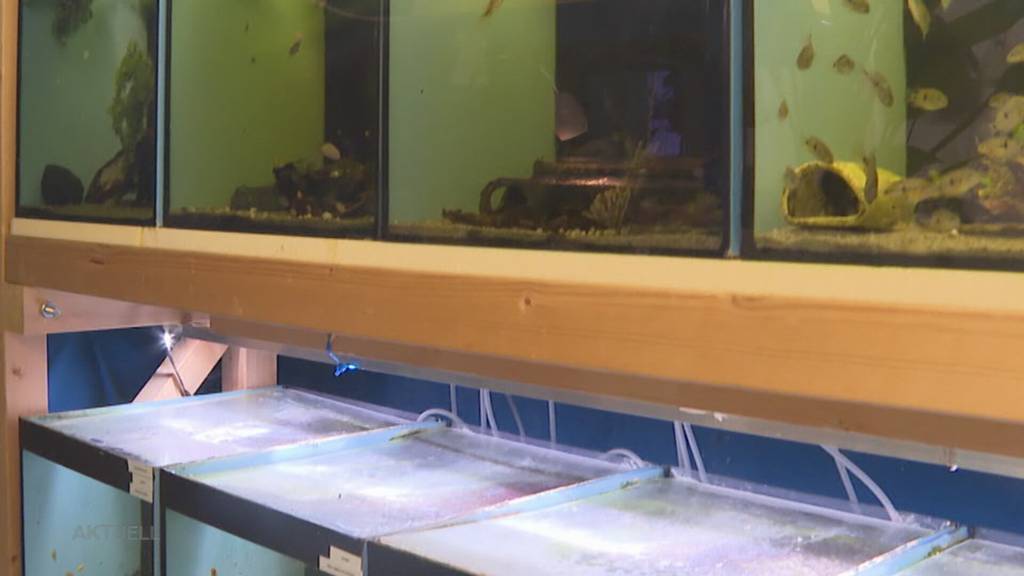 Aquarium-Paradies: 16-jähriger Solothurner rettet Fische und nimmt sie bei sich Zuhause auf