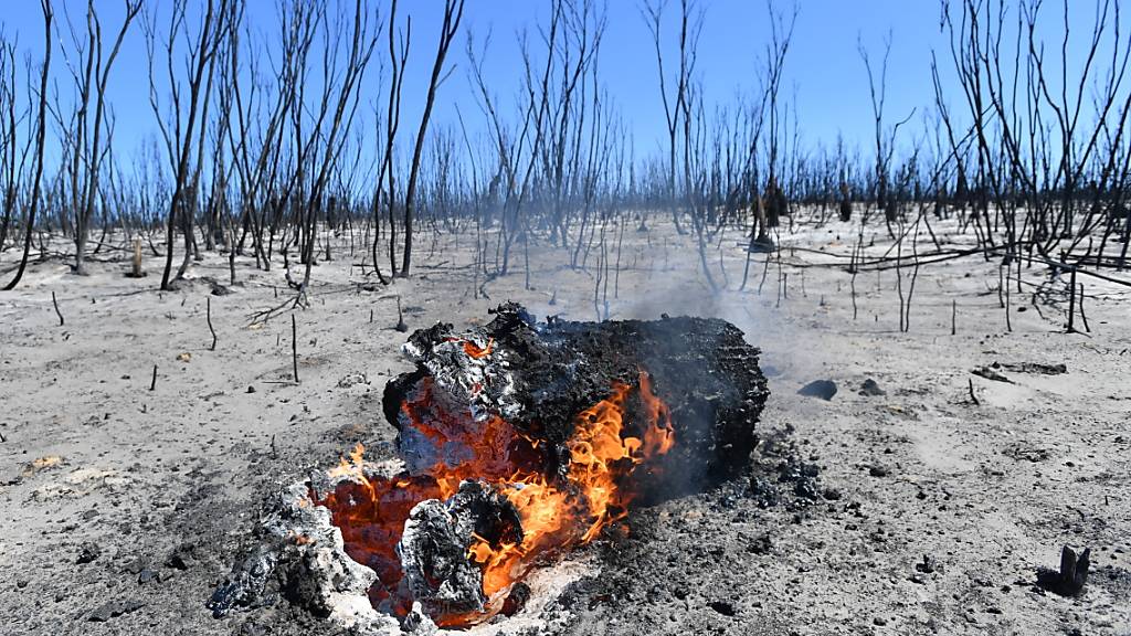 Verbrannte Erde in dem bisher bei Touristen beliebten Flinders Chase National Park auf Kangaroo Island in Australien. (Archivbild)