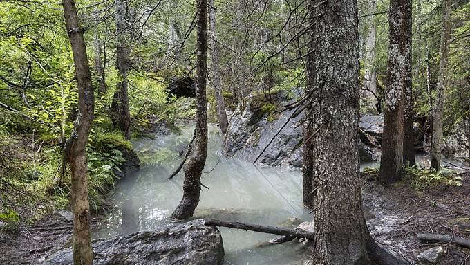 Landkarte der letzten Urwälder erstellt