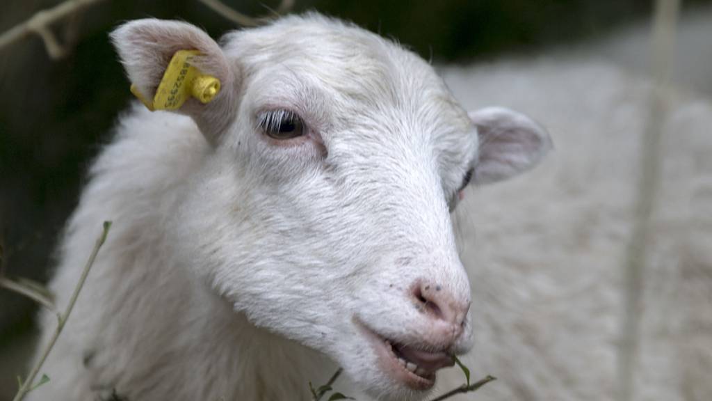 Lebendes Schaf in Tierkadaversammelstelle deponiert