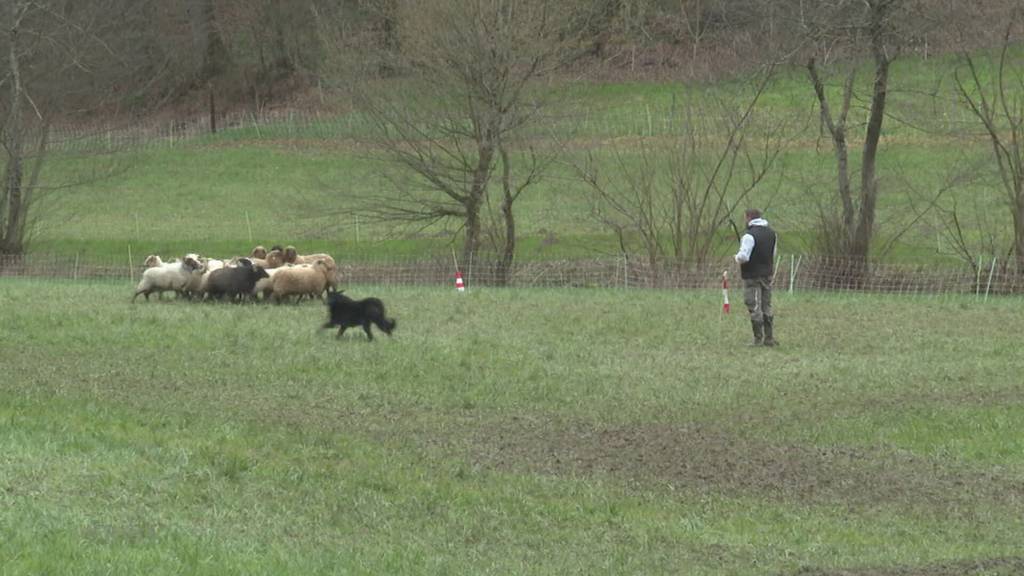 Hütehundwettbewerb: Vierbeiner zeigen in Ammerswil präzises Schafetreiben