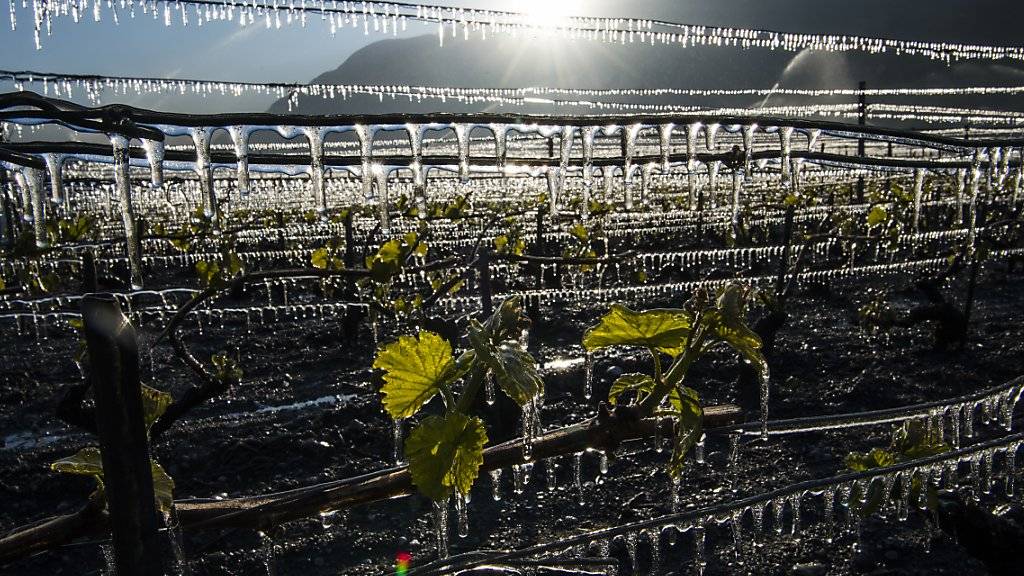 Die Kältewelle in den vergangenen Nächten hat in der Schweiz beträchtlichen Schaden in der Landwirtschaft angerichtet. (Archivbild)