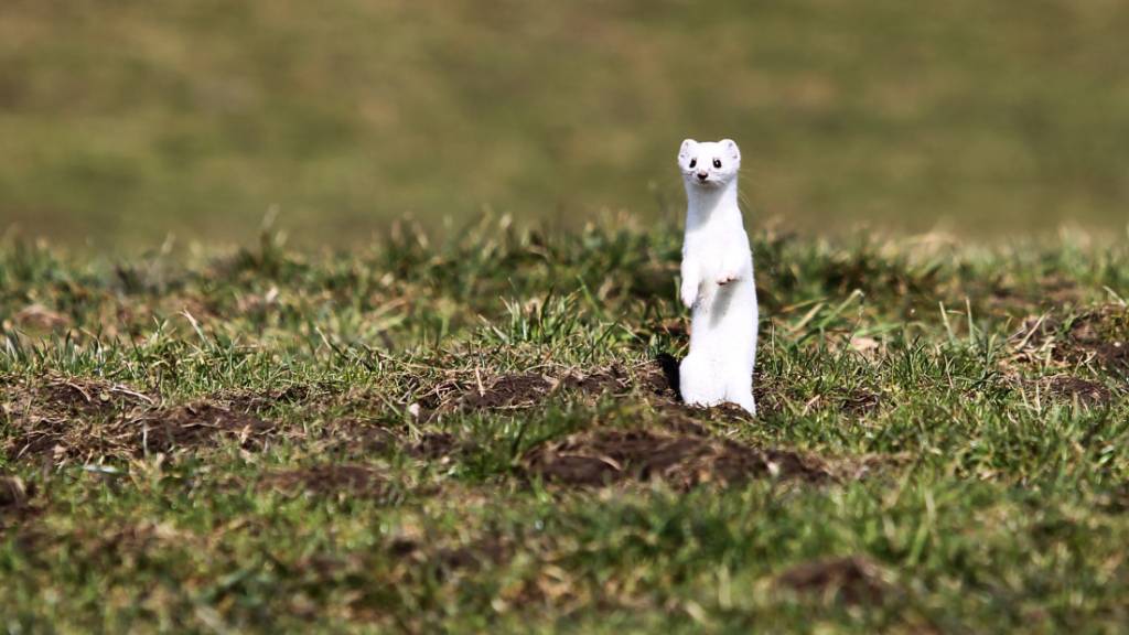 Frisst pro Tag eine bis zwei Wühlmäuse und nützt damit der Landwirtschaft: das Hermelin (hier im weissen Winterkleid). (Archivbild)