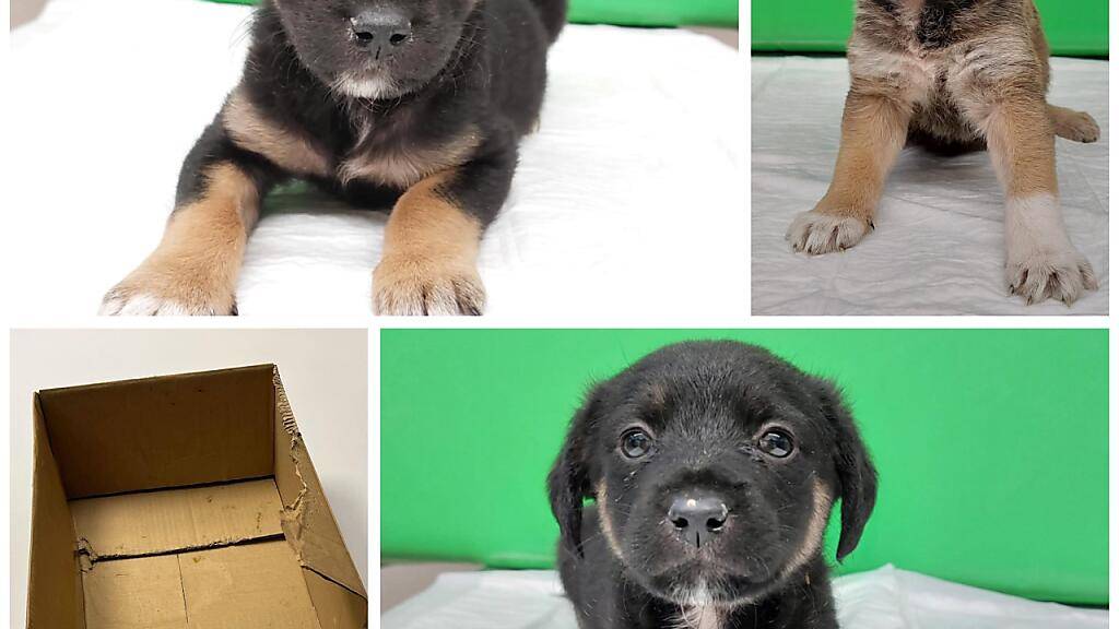 Unbekannte haben auf der A1 bei Bassersdorf drei Welpen in einer Kartonbox ausgesetzt.