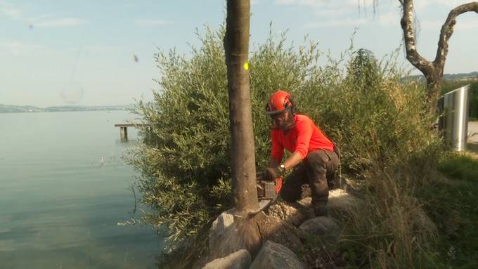 Nach Hochwasser: Am Sempachersee werden 35 Bäume gefällt