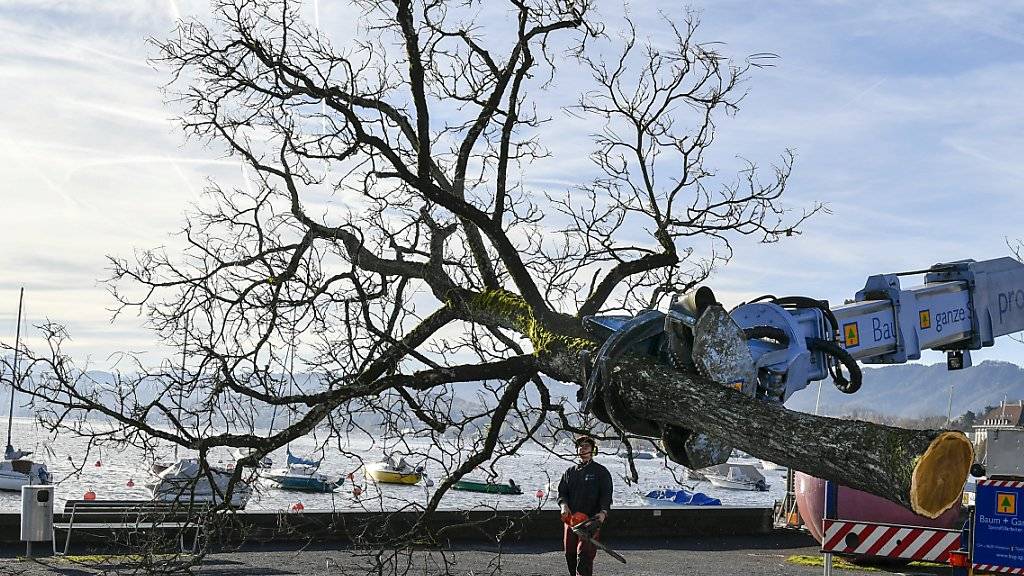 Mit schwerem Gerät sind heute am General-Guisan-Quai in Zürich 31 Bäume gefällt worden. Bei den Rosskastanien sind Fäulnis und Pilzbefall festgestellt worden.