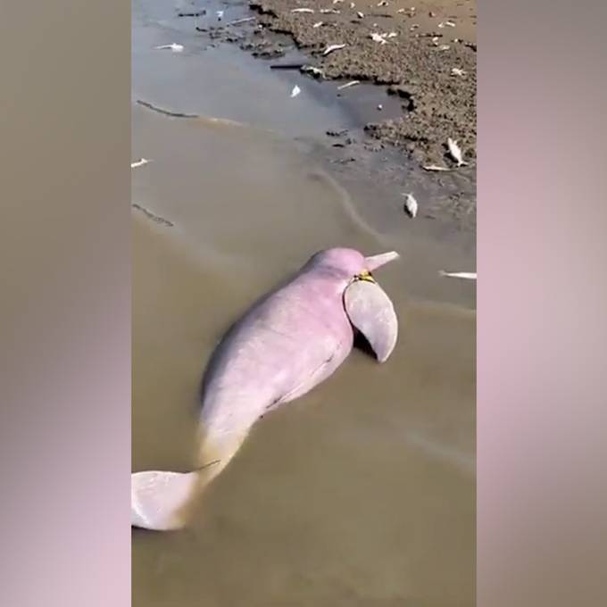 100 Delfine wegen Dürre im Amazonas gestorben