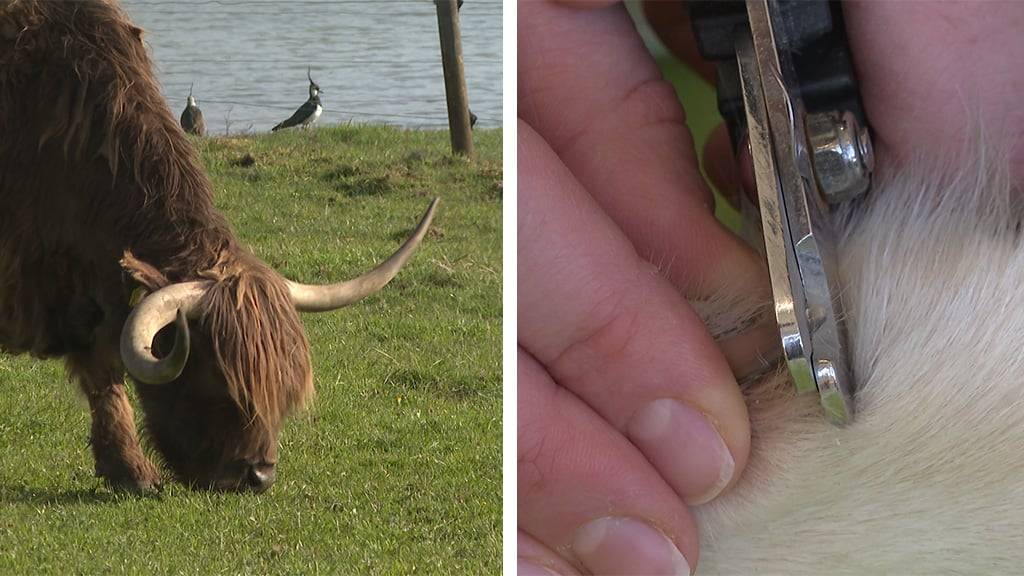 Rinder unterstützen Brutvögel / Tierische Pedicure