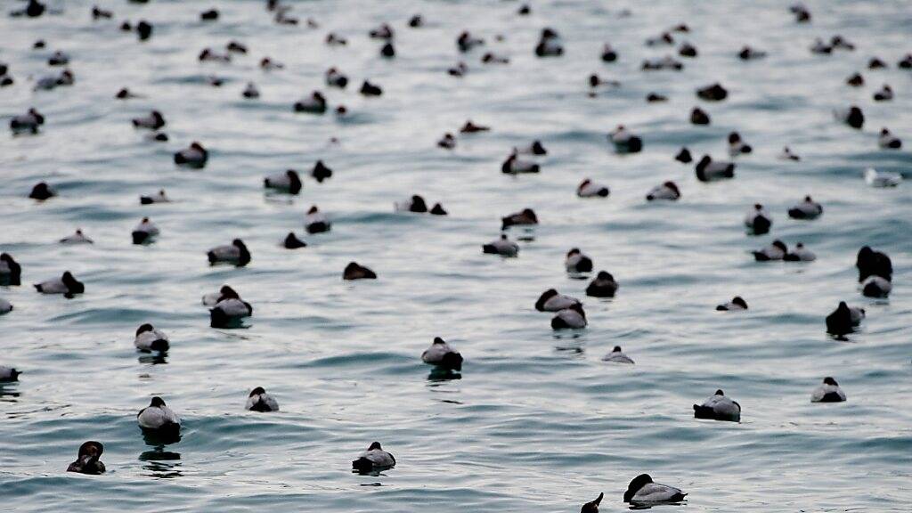 Rekordzahl von Wasservögeln auf dem Neuenburgersee registriert