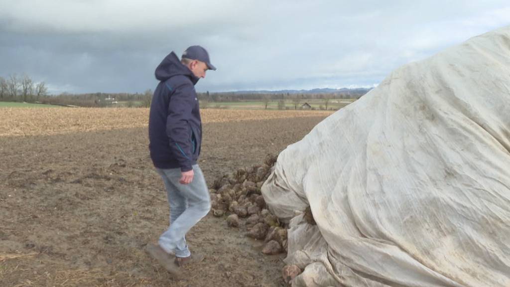 Zuckerrüben in Not: Berner Bauern kämpfen trotz guter Ernte gegen finanzielle Verluste